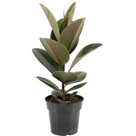Ficus Robusta plante d’intérieur feuillage brillant pot 17 cm hauteur 55 cm - PANGIVO (1/4)