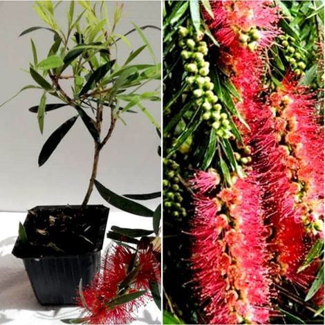 Planta de Limpiatubos Rojo. Callistemon Kings