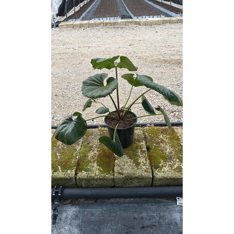 FARFUGIUM JAPONICUM GIGANTEUM POT 24