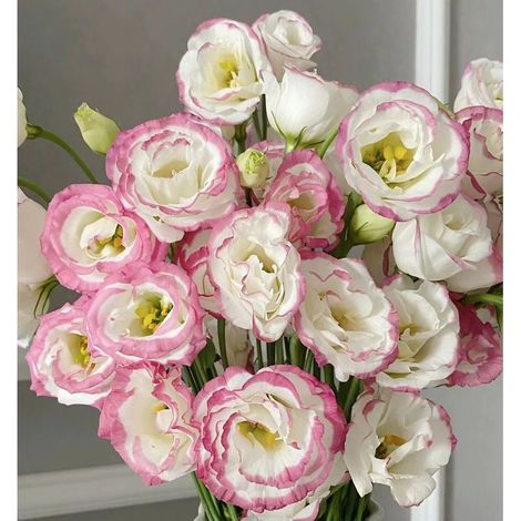 2500 graines de lisianthus blanc bordé de rouge - Couleur originale, facile à cultiver, idéal pour jardin, balcon, pots et décorations florales (1/5)