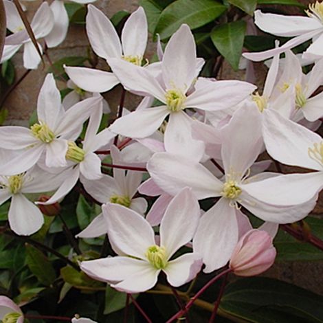 Clématite de père Armand 'Apple Blossom' - 60-80 cm pot