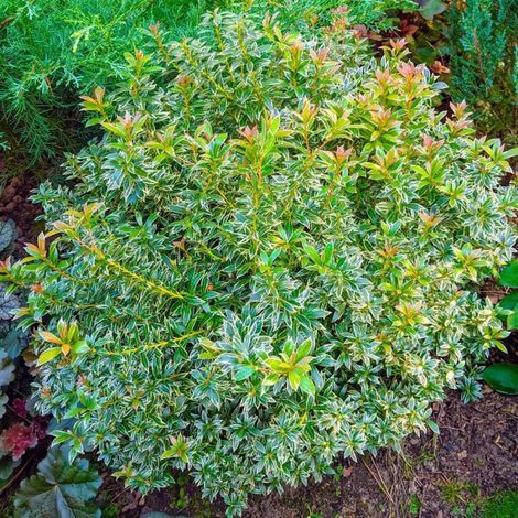 Andromède du Japon 'Little Heath' (Pieris japonica 'Little Heath')