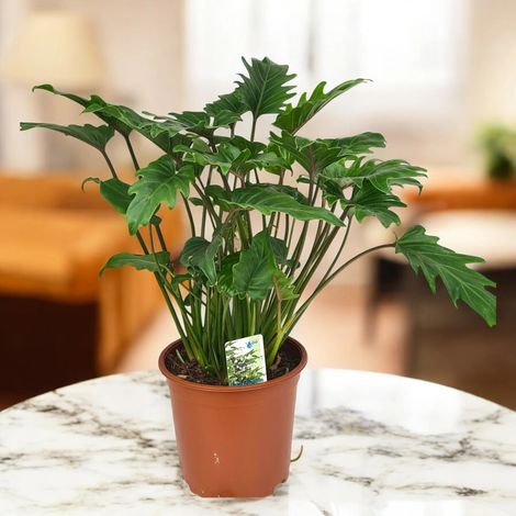 Gardenaria Philodendron 'Xanadu' - Pianta da interno ornamentale - Altezza: 40/50 cm (vaso22) (1/5)