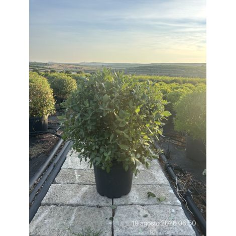 QUERCUS ILEX PALLA 40