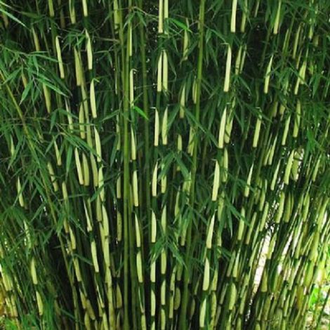Bambou - Fargesia robusta 'Pingwu' - 60- 80 cm pot