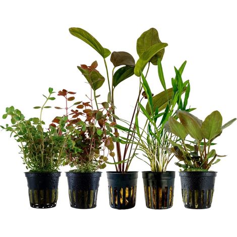 'Buntes' Set mit 5 Pflanzen Aquariumpflanzen Nr.215