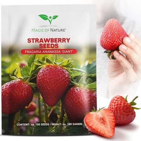 Graines de Fraises Géantes env. 100 pcs (1/5)