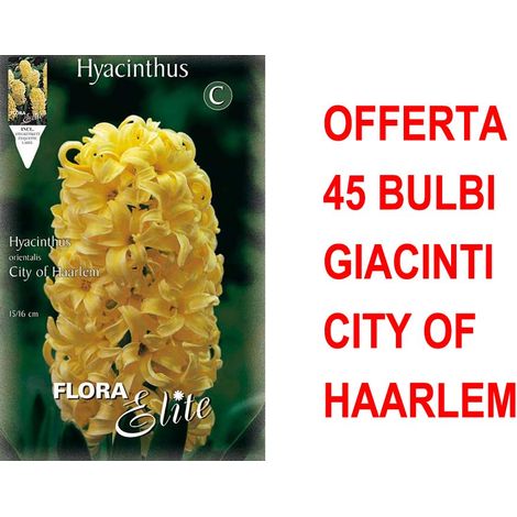 OFFERTA 45 BULBI GIACINTO CITY OF HAARLEM BULBES profumati