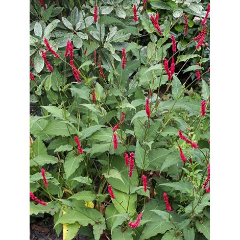 Persicaire, Renouée 'Bloody Mary' Godet de 8/9 cm (1/2)