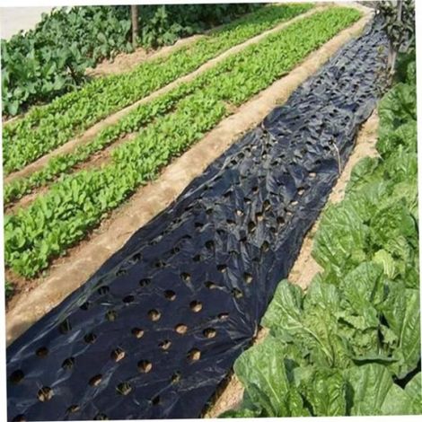 Toile De Paillage Anti Mauvaises Herbes - Polyéthylène Noir - Pour Jardin Potager Serre - 10 x 0.95 m (1/4)