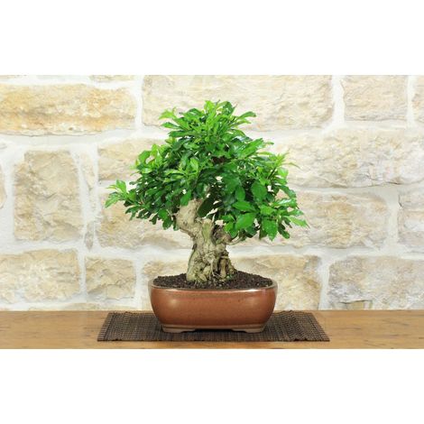 Bonsai di Durantha (13) (1/5)