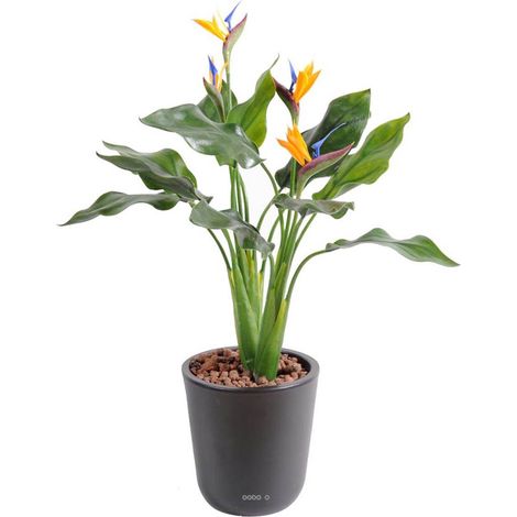 Strelizia arabica plastique H 50 cm 4 fleurs L 35 cm en piquet extérieur