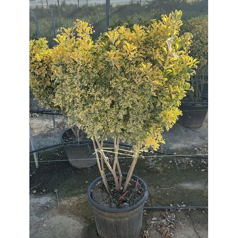 EUONYMUS JAPONICUS MULTITRONCO 45 1/4 FUSTO AUREA