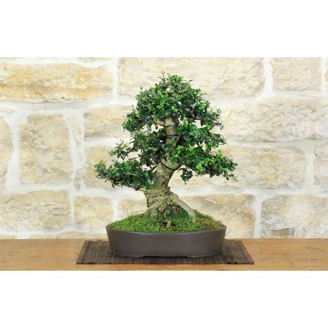 Bonsai di Olivastro (293) (1/5)