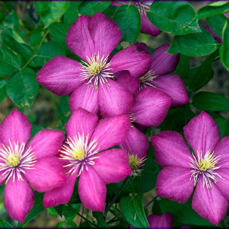 Clématite - Clematis 'Ville De Lyon' - 50-60 cm pot