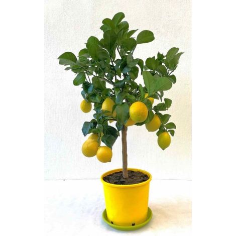 Limone Carrubaro "Citrus limon" Agrumi di Sicilia pianta in vaso ø22 cm (1/5)