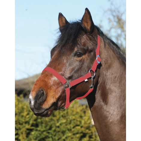 ELDORADO Pferde-Halfter Standard - rot - Vollblut (1/2)
