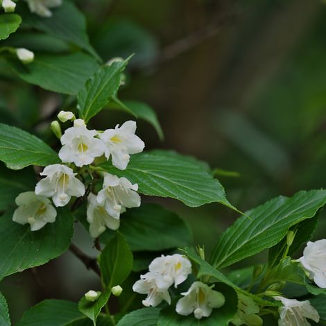 Weigela ebony and ivory - Weigela ebony and ivory Pot 3L