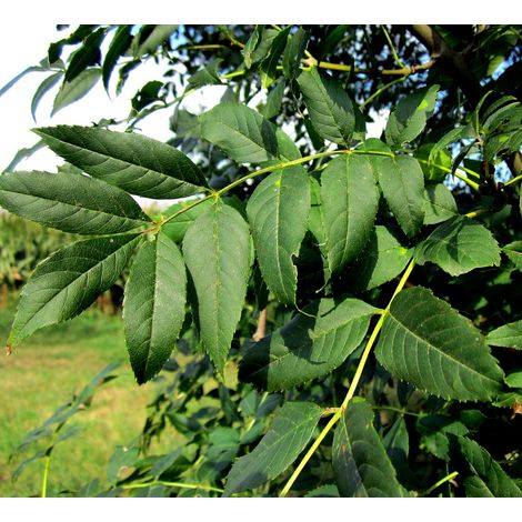 Planta de Fraxinus Excelsior - Fresno Hoja Ancha. 30 - 40 Cm