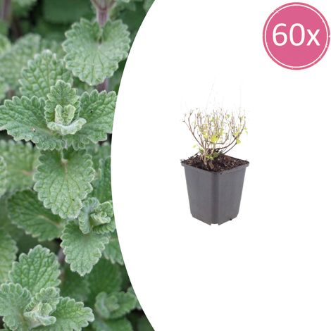 Lot de 60 Calamintha nepeta nepeta - Plante Vivace Aromatique Mellifère - Bleu-Lilas - Ø9cm - PANGIVO (1/5)