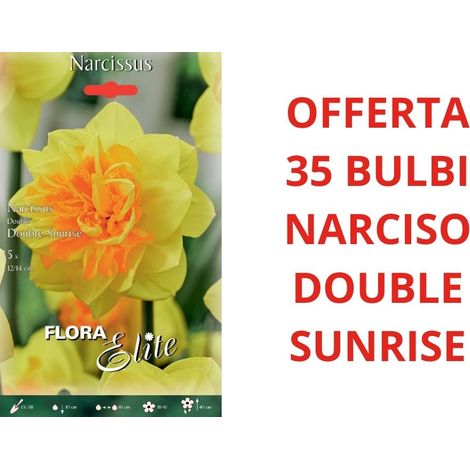 OFFERTA 35 BULBI DI NARCISO DOUBLE SUNRISE BULBS BULBES