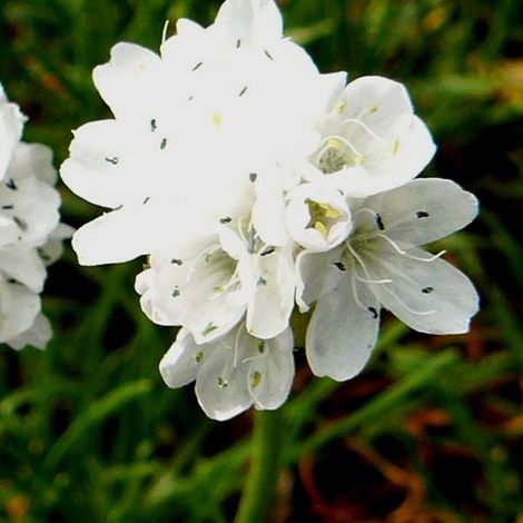 4 x Gazon d'Espagne - Armeria maritima 'Alba'  - godet 9x9 cm (1/4)
