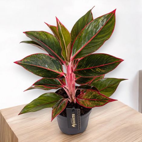 Gardenaria Aglaonema 'Jungle Red' - Pianta da interno ornamentale - Altezza: 50 cm (vaso 12) (1/5)