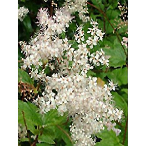 Reine des près, Filipendule pourpre 'Alba' Godet de 8/9 cm (1/2)