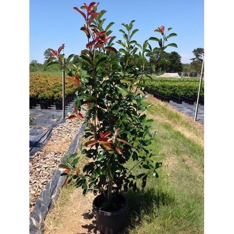 Pianta adulta Photinia Fraseri Red Robin "Fotinia" da siepe PROMOZIONE 18 piante in vaso 2 litri h 70/100 cm