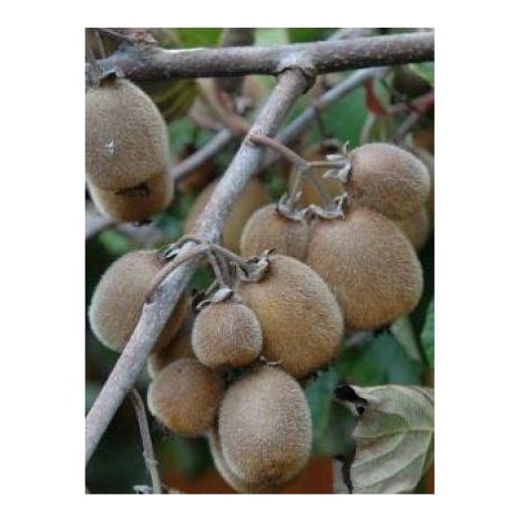 Kiwi auto-fertile Solissimo® 'Renact' Pot de 4L/5L, palissé (1/2)