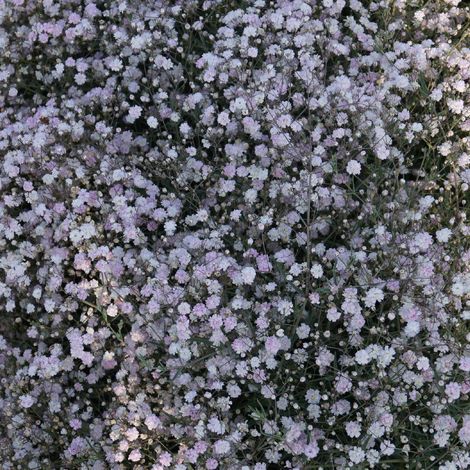 Gypsophile Rosenschlier | Conditionnement: Lot de 9 godets