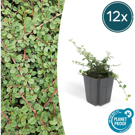 Lot de 12 Cotoneaster Queen of Carpets Couvre-sol Vigoureux Tapis Dense 10-25 cm Ø 9 cm - PANGIVO (1/5)