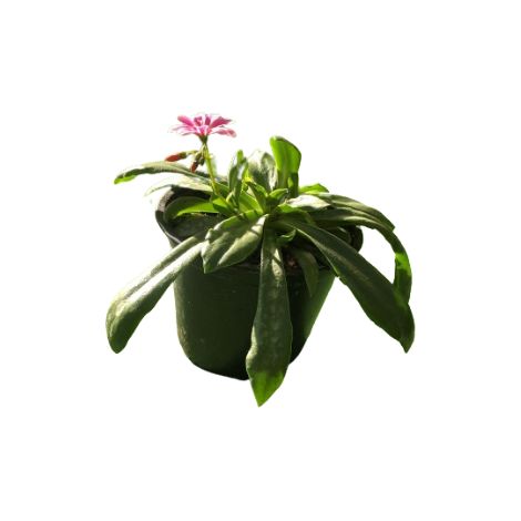 Lewisia