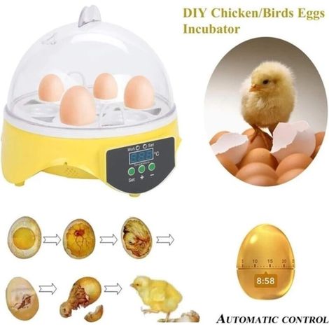 Incubatrice per 7 uova con visibilità a 360° per polli, anatre, oche, pappagalli e quaglie, con controllo della temperatura. (1/3)
