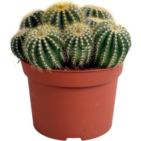 Cactus Eriocactus warasii Plante d'Intérieur Verte en Forme de Balle et Épines Jaunes Fines - PANGIVO (1/4)