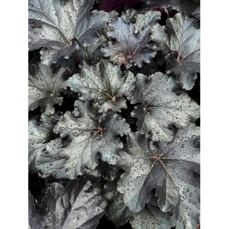 Heuchère 'Black Pearl' Godet de 8/9 cm (1/4)