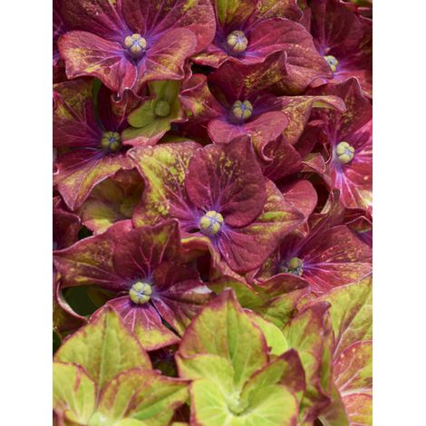 Hortensia 'Schloss Wackerbarth' Pot de 3L/4L (1/2)