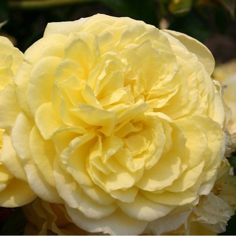 2 x Rosa  - Kordes Rigo-rosier - Rosa 'Solero'®
