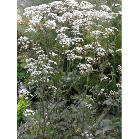 Cerfeuil 'Ravenswing' Godet de 8/9 cm (1/2)