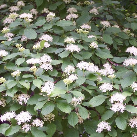 Cornouiller sanguin - Cornus sanguinea  - 60-80 cm pot