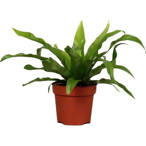 Asplenium Antiquum Fougère d’Intérieur Feuillage Vert Décoratif Pot 12 cm Hauteur 25 cm - PANGIVO (1/4)