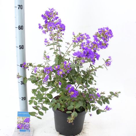 Lagerstroemia indica Viola "Powhatan" pianta in vaso 19 cm h 50/60 cm