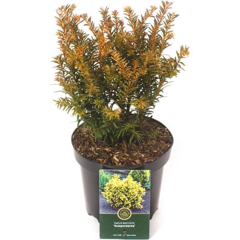 If commun Semperaurea - Taxus baccata Semperaurea 25/35cm Pot 2,5L (1/2)