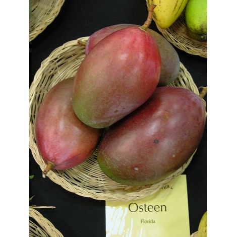 PIANTA DI MANGO OSTEEN MANGIFERA INDICA INNESTATA FOTO REALI H 140CM