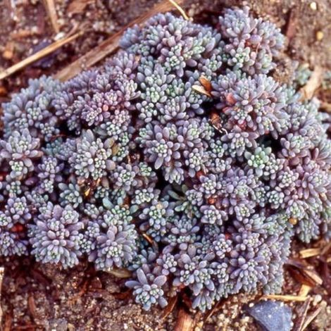 Orpin d'Espagne, Sedum/Godet - 5/20 cm (1/2)