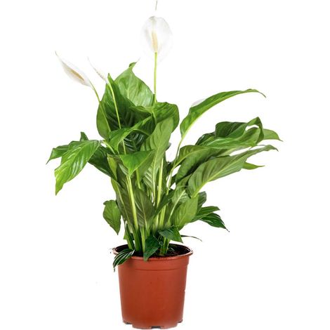 Bloomique - Spathiphyllum - Fleur de lune - Plante d’intérieur - Dépolluante - 60-80 cm de haut - Pot 17 cm