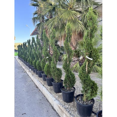 CUPRESSOCYPARIS LEYLANDII SPIRALE 45