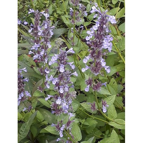 Menthe des chats Godet de 8/9 cm (1/2)