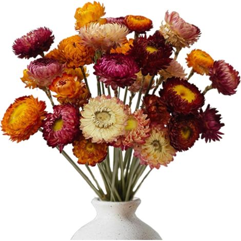 Fleur Sechees Decoration 20 Pièces Bouquet Fleurs Séchées (1/5)