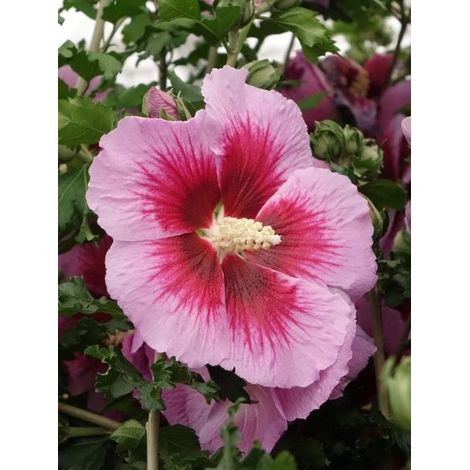Mauve en arbre 'Hibisa Cocktail' Pot de 3L/4L (1/2)
